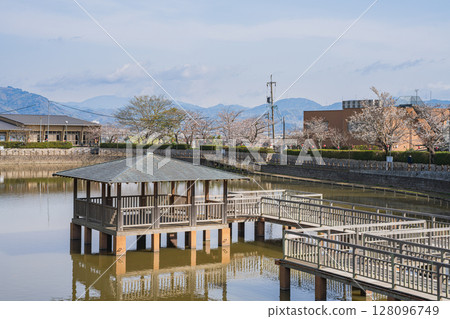 Cherry blossoms at Shimizu Funakoshi Tsutsumi Park in Shizuoka City (Shizuoka Prefecture) 128096749