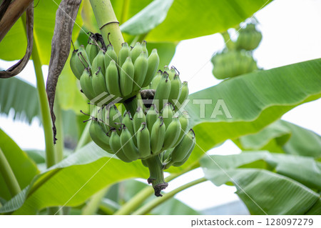 Raw bananas on the tree 128097279