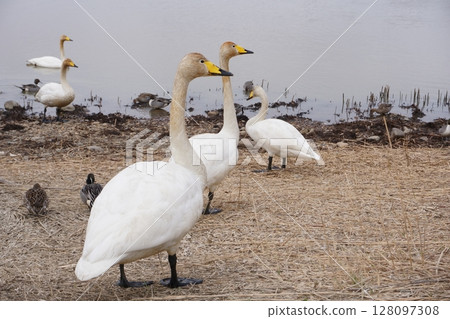 北海道春天的天鵝來訪 128097308