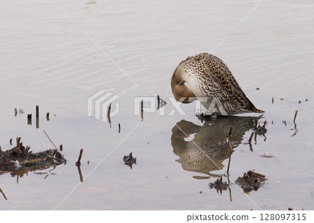 北海道春天，一隻雌性針尾鴨正在梳理羽毛。 128097315