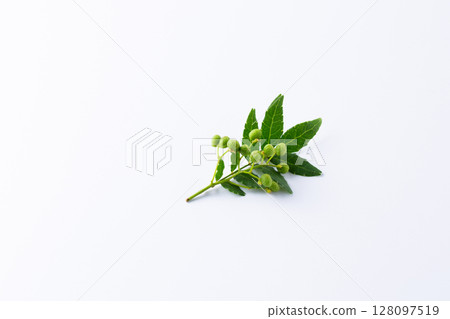 Fresh Japanese pepper 128097519