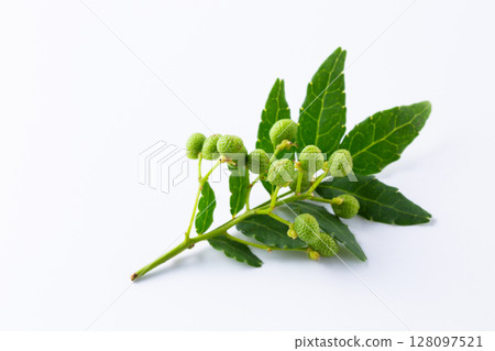 Fresh Japanese pepper Fresh Japanese pepper 128097521