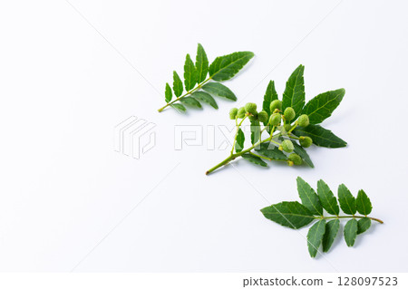 Fresh Japanese pepper 128097523