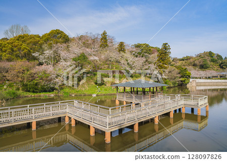 Cherry blossoms at Shimizu Funakoshi Tsutsumi Park in Shizuoka City (Shizuoka Prefecture) Cherry blossoms at Shimizu Funakoshi Tsutsumi Park in Shizuoka City (Shizuoka Prefecture) 128097826
