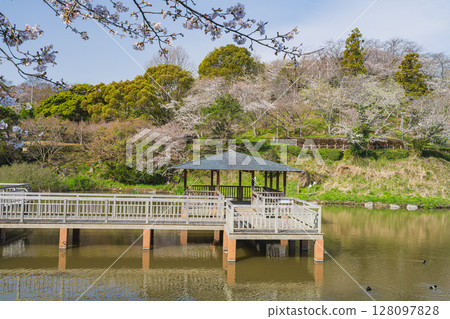 Cherry blossoms at Shimizu Funakoshi Tsutsumi Park in Shizuoka City (Shizuoka Prefecture) Cherry blossoms at Shimizu Funakoshi Tsutsumi Park in Shizuoka City (Shizuoka Prefecture) 128097828