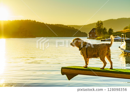 Wet dog on water shore 128098356