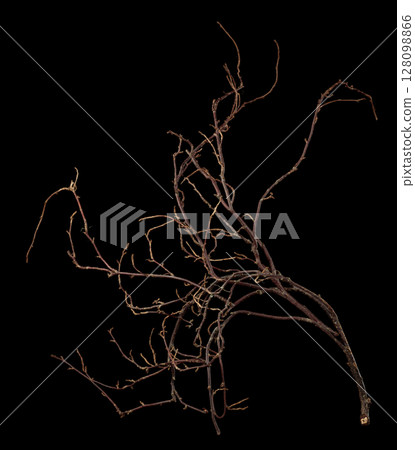 The intricately entwined withered branch of a bush on a black background. 128098866