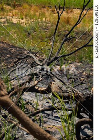 deforestation, drought, dead tree 128099110