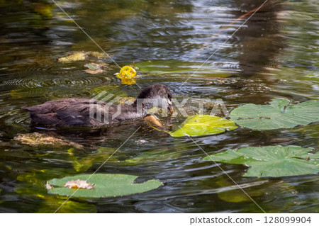 Close up of Eurasian Coot chick 128099904