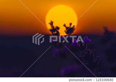 Lavender Sunset Field: Plants bloom during golden hour for aromatherapy essence under soft light. 128100680