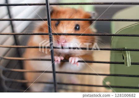 Hamster cage pet: Cute hamster peeks curiously from cage indoors in daytime for attention. 128100682
