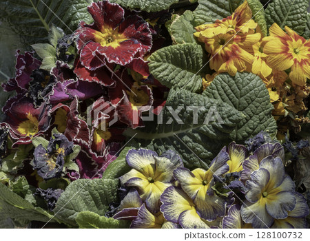 Multicolor primula with Starflame antique shades, Marietta and Flamenco deep purple white edge. 128100732