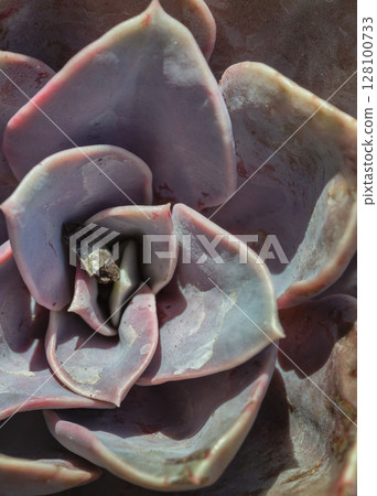 Top view of Echeveria Perle von Nurnberg (Flat rosettes) Succulent plant with purple and pink- grey leaves. 128100733