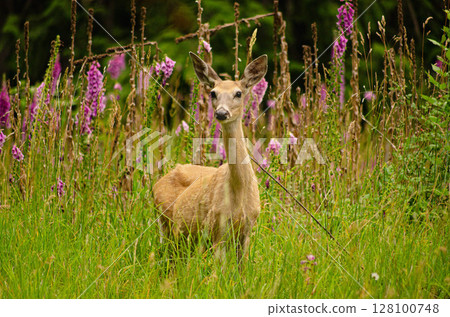 Watchful Deer Standing at Forest Edge 128100748