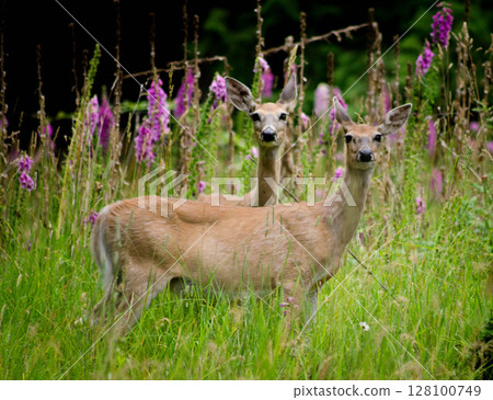 Two Young Deer Playing Among Trees Two Young Deer Playing Among Trees 128100749