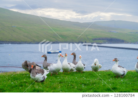 Goose on the meadow. Faroe Islands, Denmark. View of the field and animal. Goose on the meadow. Faroe Islands, Denmark. View of the field and animal. 128100784