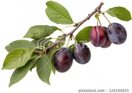 Plum branch with ripe purple fruits and green leaves fresh harvest, sweet fruit, nature growth, organic farming Plum branch with ripe purple fruits and green leaves fresh harvest, sweet fruit, nature growth, organic farming 128100835
