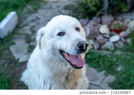 Dog Maremma outdoors: Happy pet looks at the camera in a garden on a sunny day. 128100867