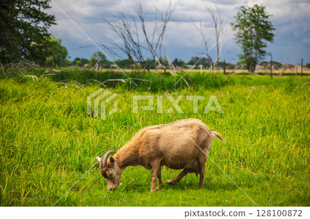 Brown goat grazing on lush green grass in a rural field under a cloudy sky, surrounded by tall vegetation and distant trees 128100872