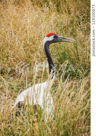 White-naped crane with red crown and black neck stands in tall dry grass, captured in profile in its natural habitat White-naped crane with red crown and black neck stands in tall dry grass, captured in profile in its natural habitat 128100873