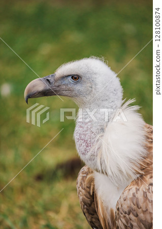 Close-up portrait of a griffon vulture with white head, bare neck, and sharp curved beak, standing against a grassy background Close-up portrait of a griffon vulture with white head, bare neck, and sharp curved beak, standing against a grassy background 128100874
