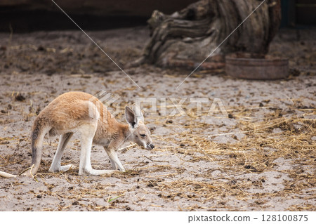 Young kangaroo standing on sandy ground with straw, slightly hunched and looking downward near a log in a dry enclosure 128100875