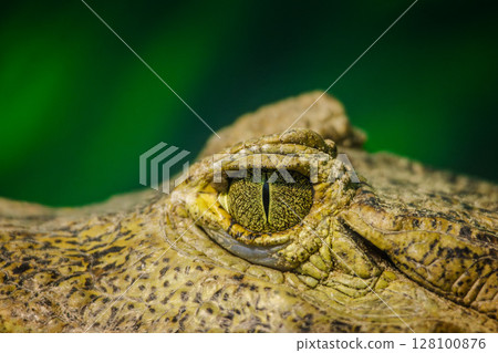Extreme close-up of a caiman's textured eye with intricate patterns and vertical slit pupil against a vivid green background 128100876