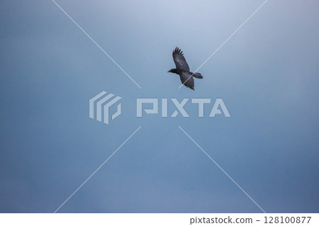 Black crow flying gracefully through the blue sky with wings outstretched Black crow flying gracefully through the blue sky with wings outstretched 128100877