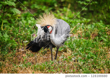 Grey crowned crane preening its feathers in a grassy field, displaying its golden crown and elegant plumage in a graceful pose Grey crowned crane preening its feathers in a grassy field, displaying its golden crown and elegant plumage in a graceful pose 128100880