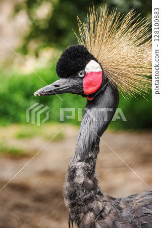 Side view of a grey crowned crane with striking golden crest, red cheek patch, and elegant plumage standing outdoors Side view of a grey crowned crane with striking golden crest, red cheek patch, and elegant plumage standing outdoors 128100883