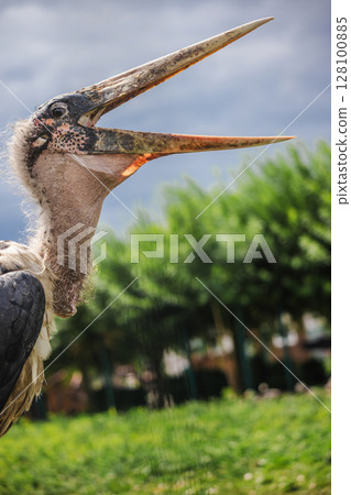 Marabou stork with beak wide open against a cloudy sky and green background, showing bald head and wrinkled neck in profile view 128100885