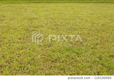 Detailed grass surface with fresh green blades on meadow background in daylight Detailed grass surface with fresh green blades on meadow background in daylight 128100989