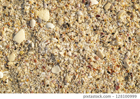 Detailed texture of sand and shell pieces on beach with warm sunlight soft natural tone 128100999