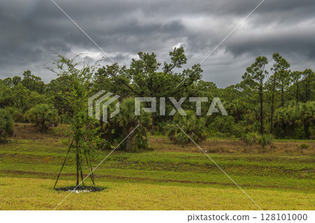 Misty meadow with lush trees and dramatic heavy clouds over serene landscape Misty meadow with lush trees and dramatic heavy clouds over serene landscape 128101000