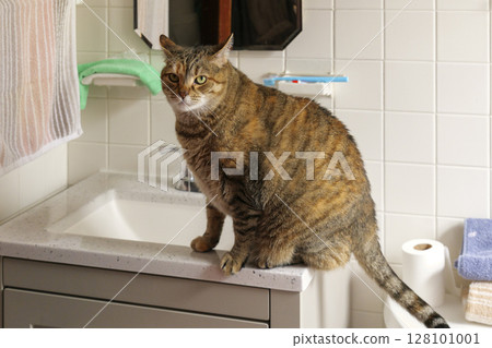 Brown Tabby Cat Perched on White Bathroom Sink in Cozy Indoor Setting Brown Tabby Cat Perched on White Bathroom Sink in Cozy Indoor Setting 128101001
