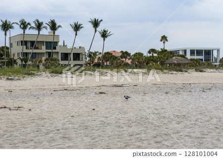 Modern beachfront houses with palm trees and sandy shore on Florida coast under cloudy sky Modern beachfront houses with palm trees and sandy shore on Florida coast under cloudy sky 128101004