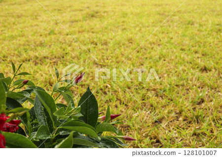 Close up of blooming red Mandevilla flowers in pot with bright green leaves in natural light Close up of blooming red Mandevilla flowers in pot with bright green leaves in natural light 128101007
