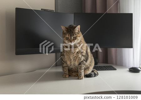 Tabby cat sitting on white desk in front of large black monitor in modern home office Tabby cat sitting on white desk in front of large black monitor in modern home office 128101009