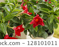 Close up of blooming red Mandevilla flowers in pot with bright green leaves in natural light 128101011