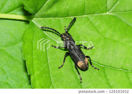 Nagaft higenagausou beetle 128101032