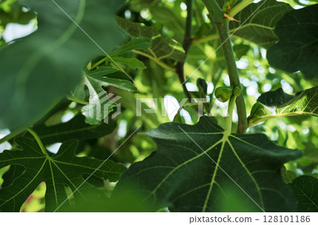 Young fig ripening on branch of fig tree, selective focus on ripening fruit, background idea about useful fruits Young fig ripening on branch of fig tree, selective focus on ripening fruit, background idea about useful fruits 128101186