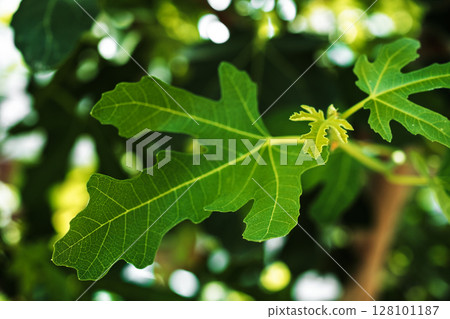 Young leaves of fig tree, close-up and selective focus on green leaves, background concept about useful fruits in garden and tree care Young leaves of fig tree, close-up and selective focus on green leaves, background concept about useful fruits in garden and tree care 128101187