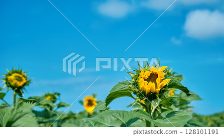 Sunflower reaching sky under bright blue sky, sunflower blooming poster in farm field, peak of summer flourishing of life on farm, copy space eco crop cultivation concept and positive seasonal themes 128101191