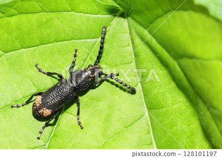 Nagaft higenagausou甲蟲 Nagaft higenagausou甲蟲 128101197