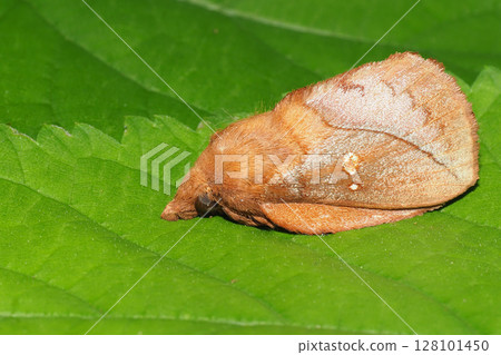 A kind of scaly moth A kind of scaly moth 128101450
