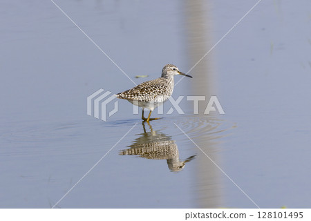 Blue-winged snipe and its reflection on the water surface 128101495