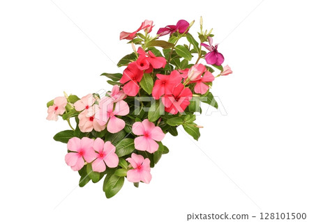 Bouquet of Madagascar periwinkle on white background Bouquet of Madagascar periwinkle on white background 128101500