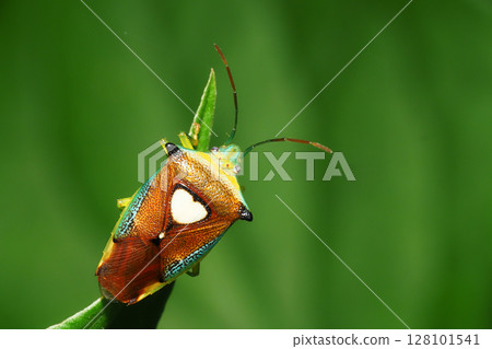 Esakimon 臭蟲 Esakimon 臭蟲 128101541