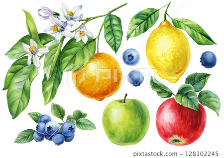 Watercolor summer fruit set, lemon orange apple blueberry branch with green leaves and white blossoms botanical clipart Watercolor summer fruit set, lemon orange apple blueberry branch with green leaves and white blossoms botanical clipart 128102245