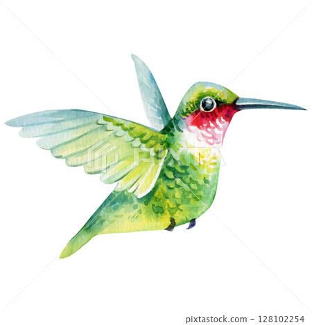Green hummingbird with red throat watercolor illustration tropical bird in flight botanical clipart for invitations fabric prints Green hummingbird with red throat watercolor illustration tropical bird in flight botanical clipart for invitations fabric prints 128102254
